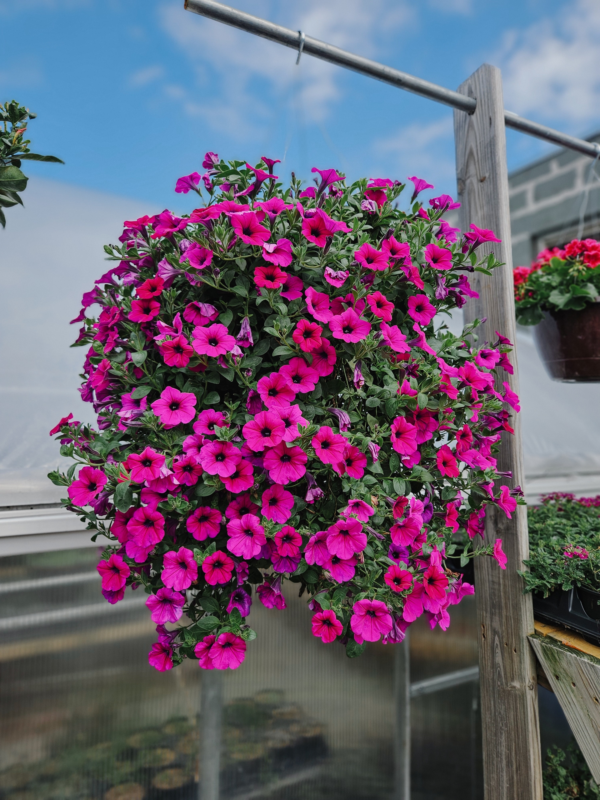 Sun Hanging Basket - Image 4