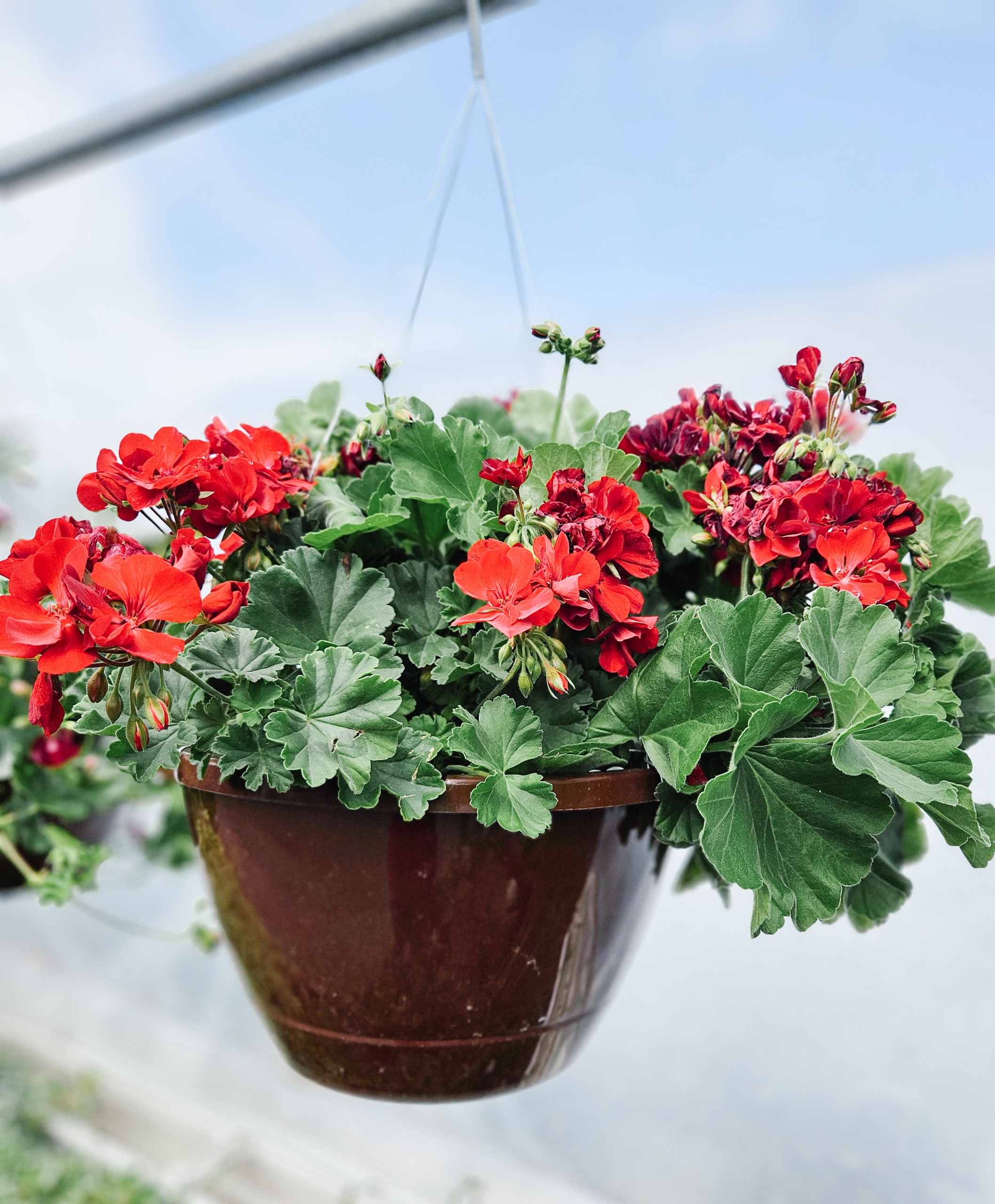 Sun Hanging Basket - Image 3