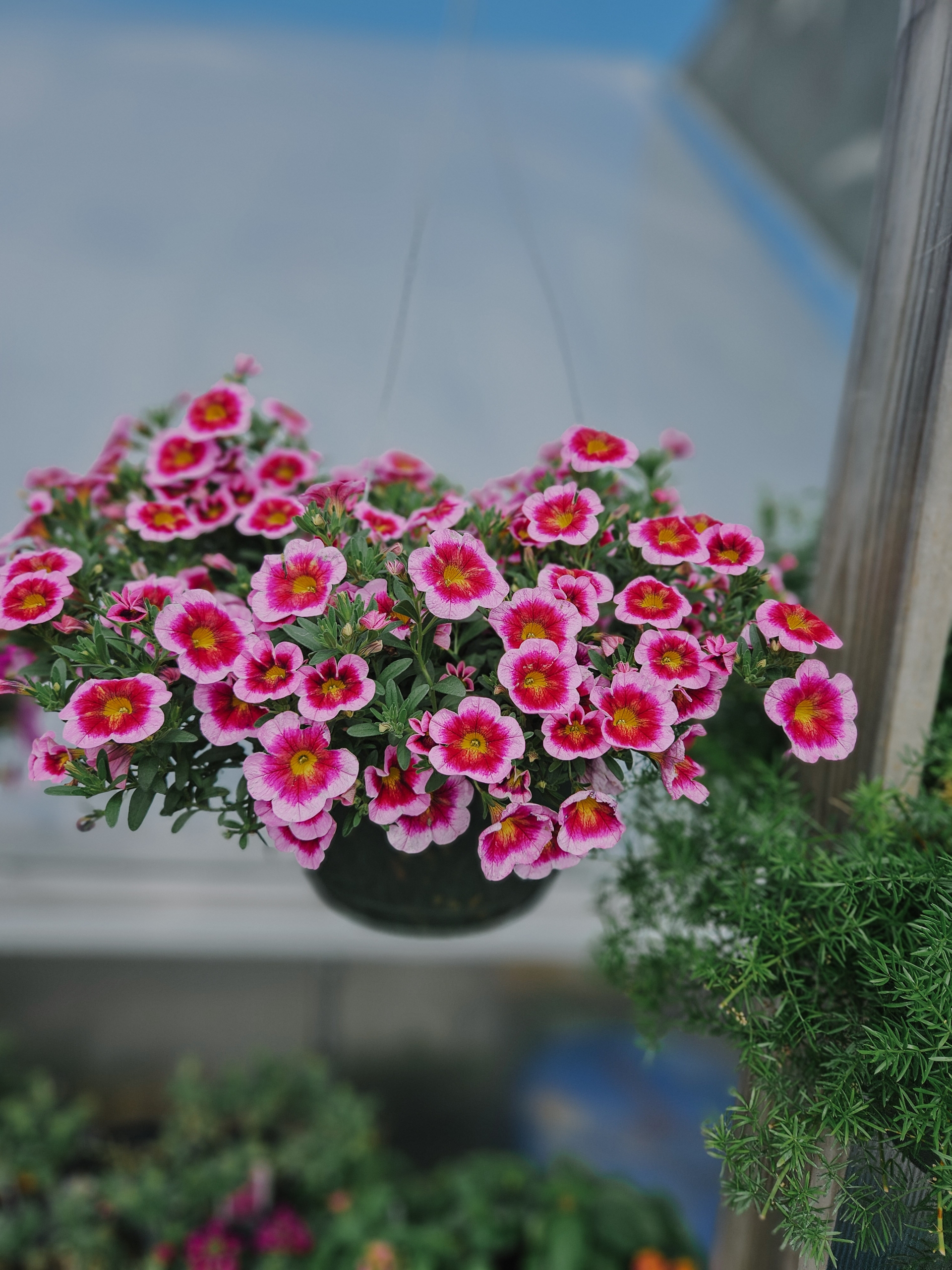 Sun Hanging Basket - Image 2