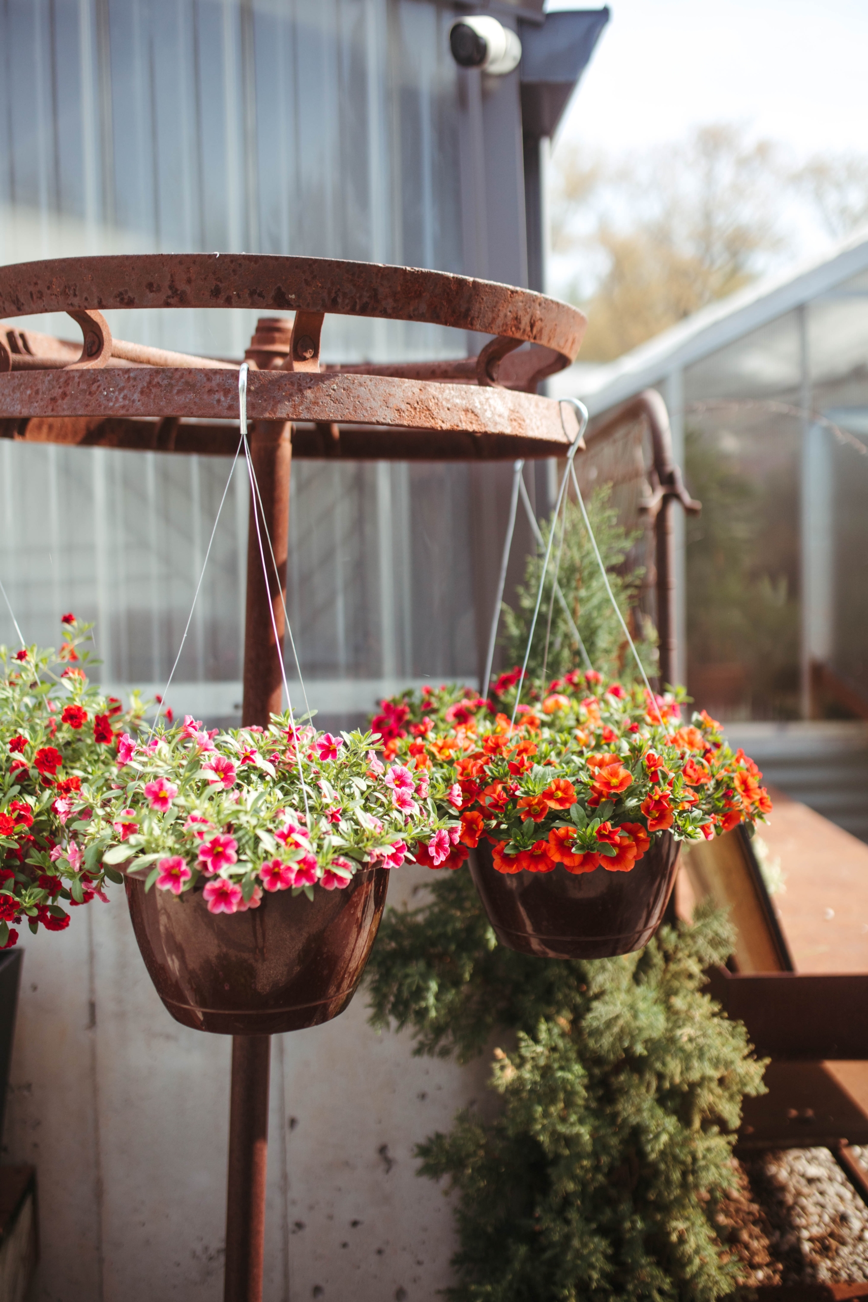 Sun Hanging Basket