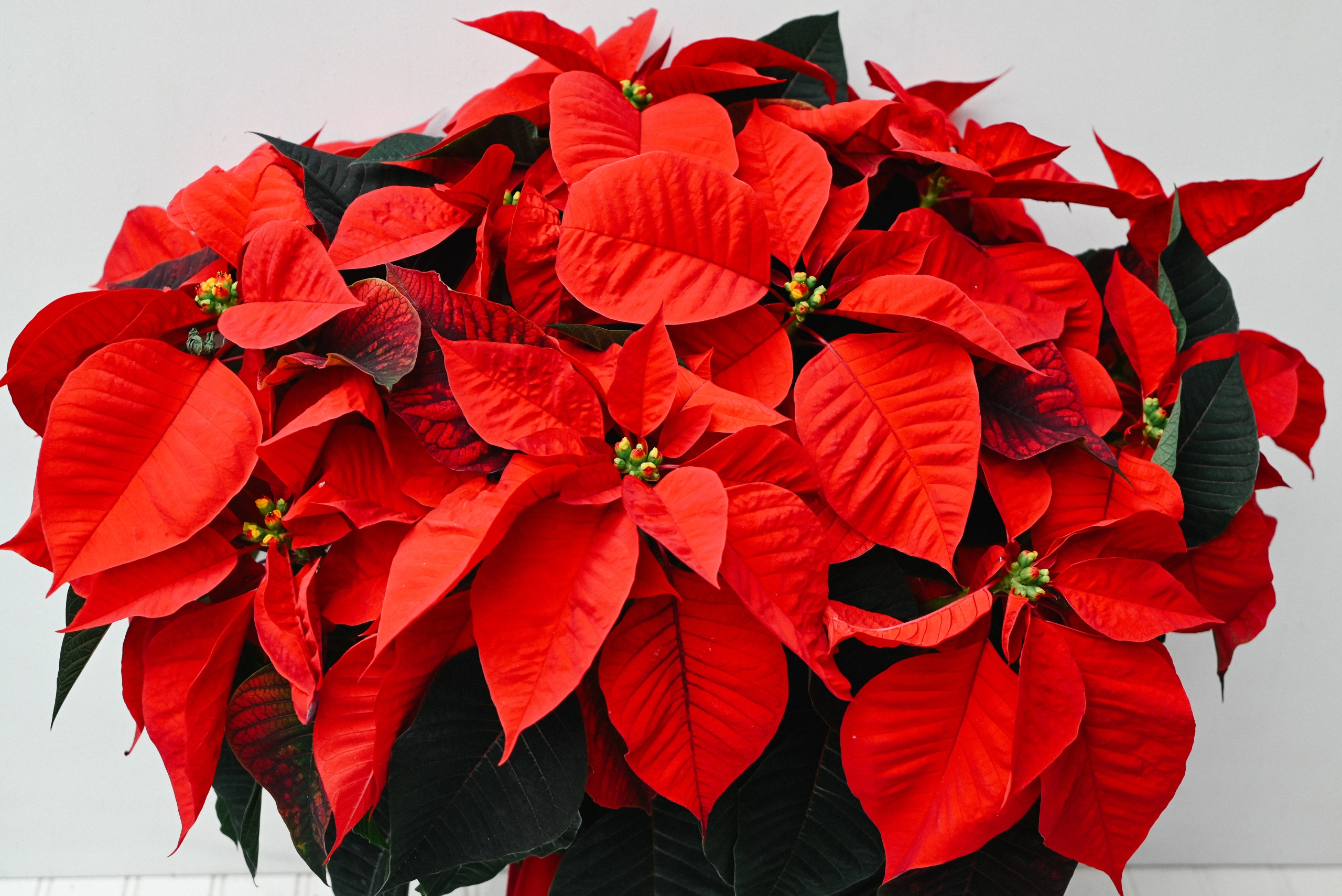 Poinsettias 7'' - Image 2