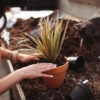 Planting a pot