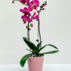 Pink Orchid