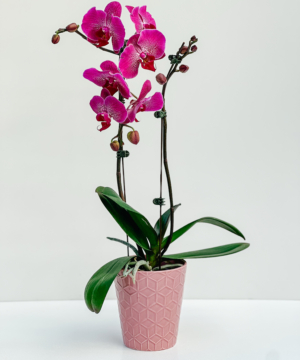 Pink Orchid