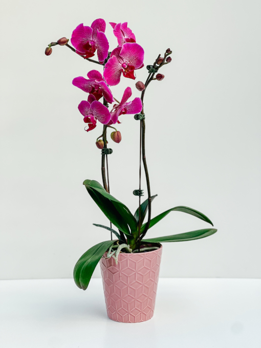 Pink Orchid