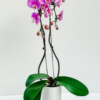 Purple Orchid