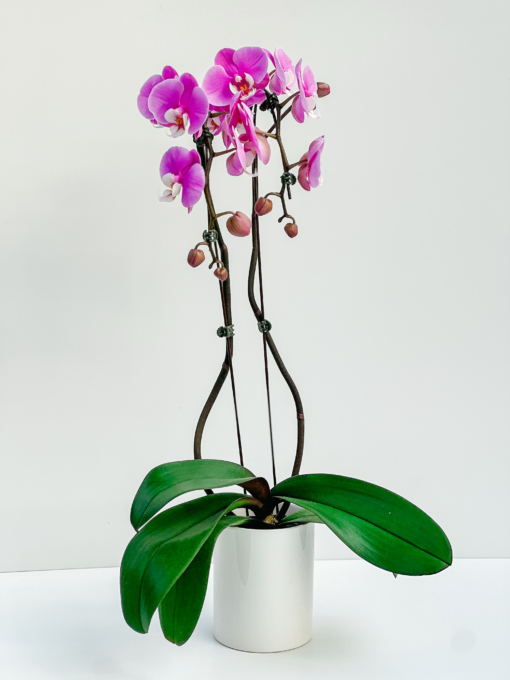 Purple Orchid