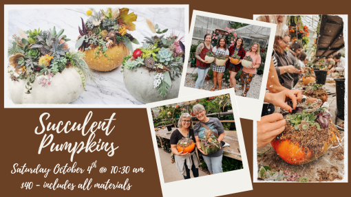 Succulent Pumpkins Workshop Saturday, October 4th @ 10:30AM
