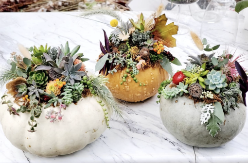 Succulent Pumpkins Workshop Saturday, October 4th @ 1:00 PM