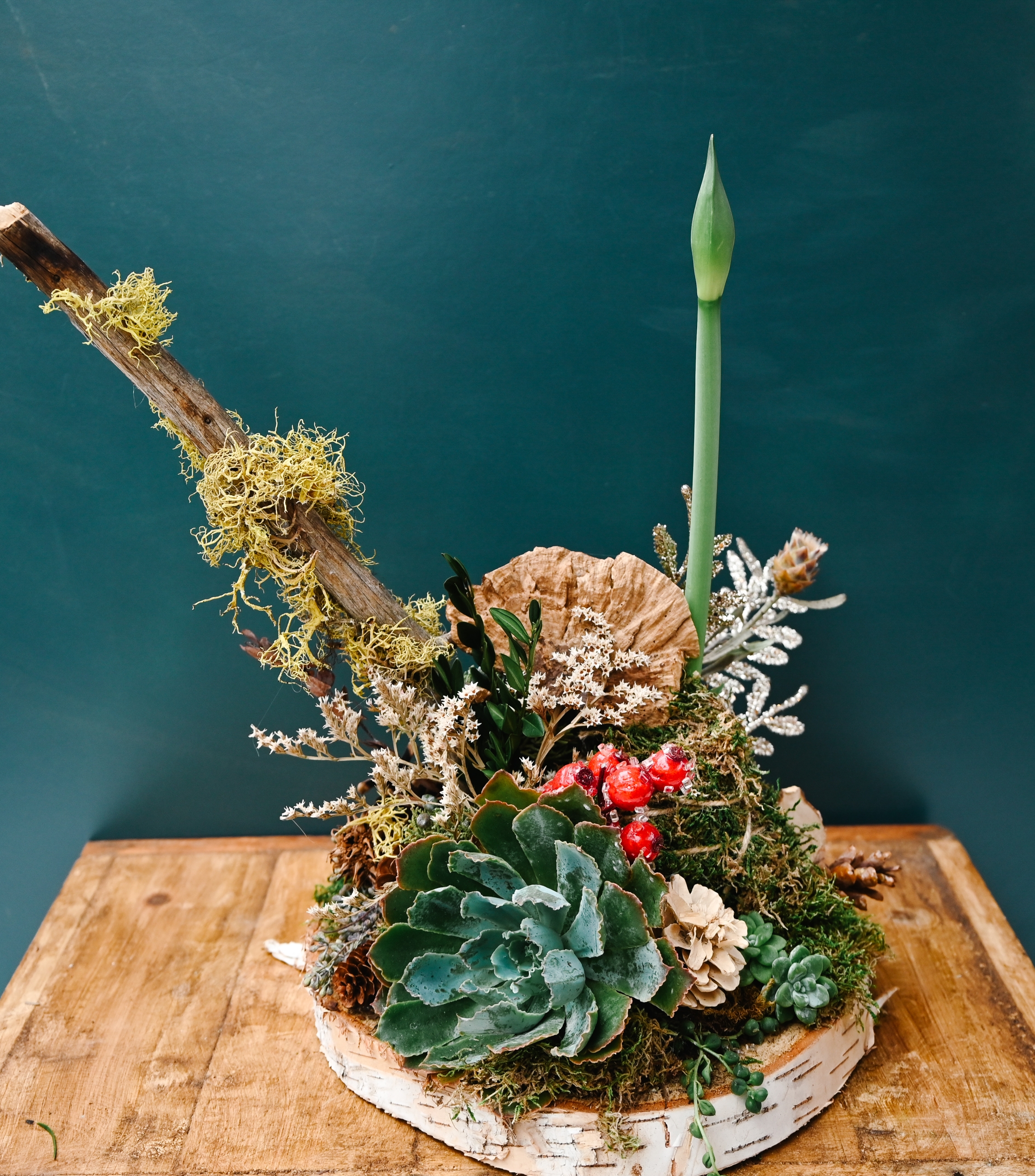 Blooming Amarylis on Birch