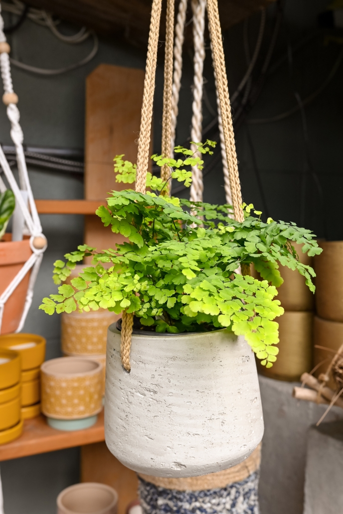Hanging fern planter pictured with planter options.