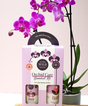 We the Wild- Orchid Care