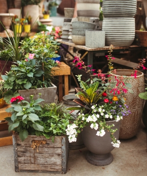 Photo of several summer outdoor planter options.